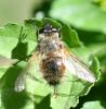 Tachina sp.